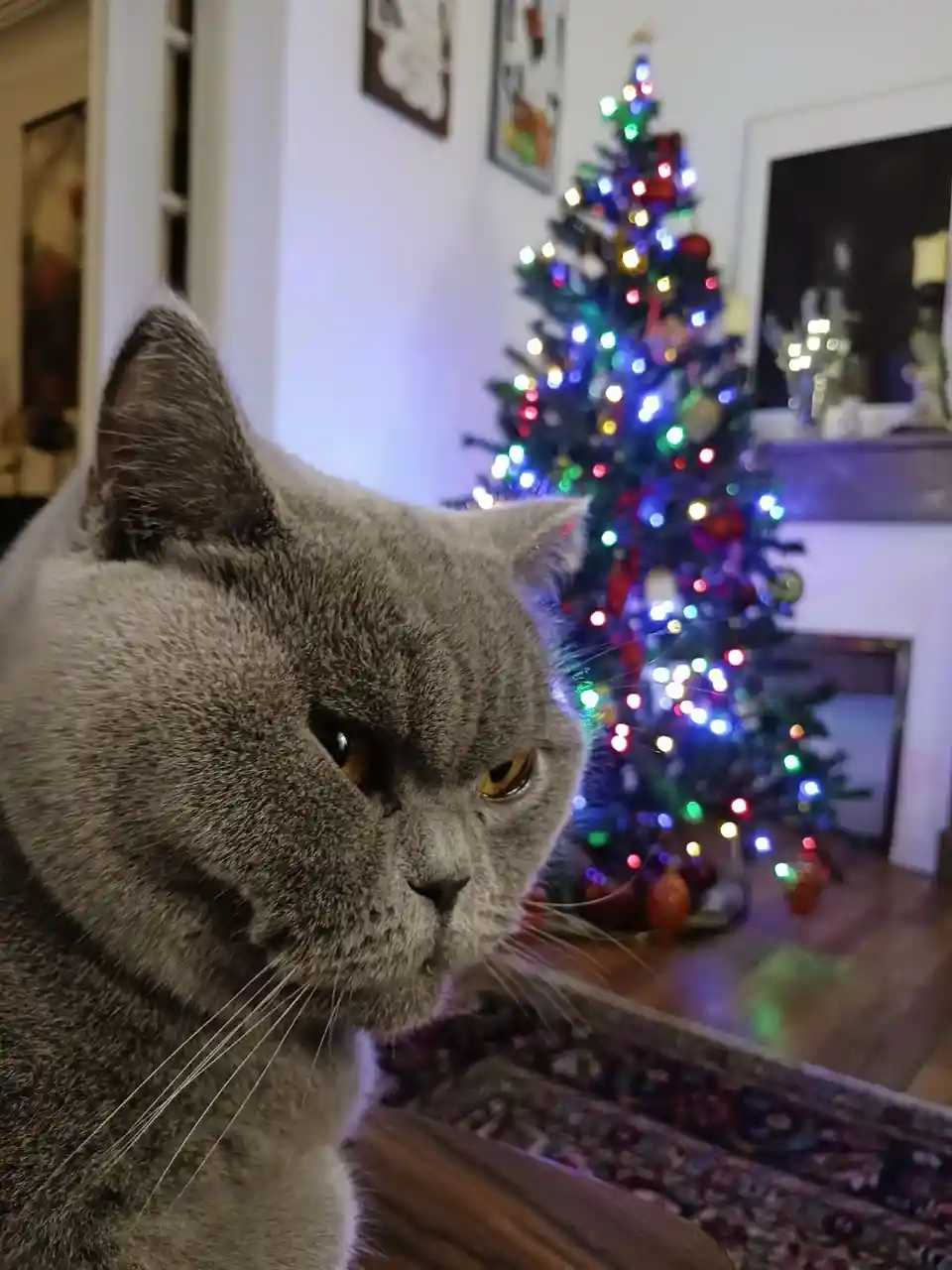 A close-up of a grey British Shorthair cat with a grumpy, unimpressed expression, looking off to the side. In the blurred…