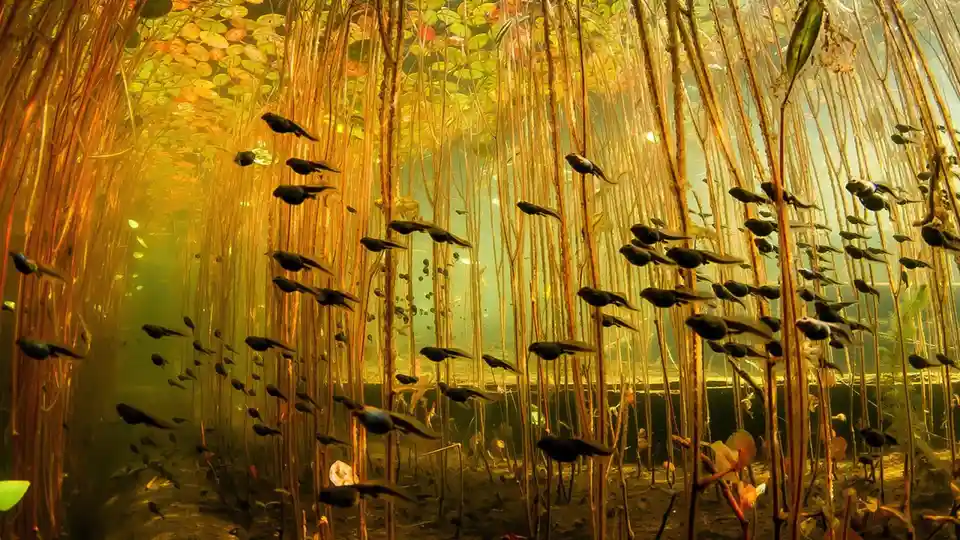 An underwater photo shows numerous tadpoles swimming among tall, thin reeds and lily pads under golden sunlight. Overlaid…