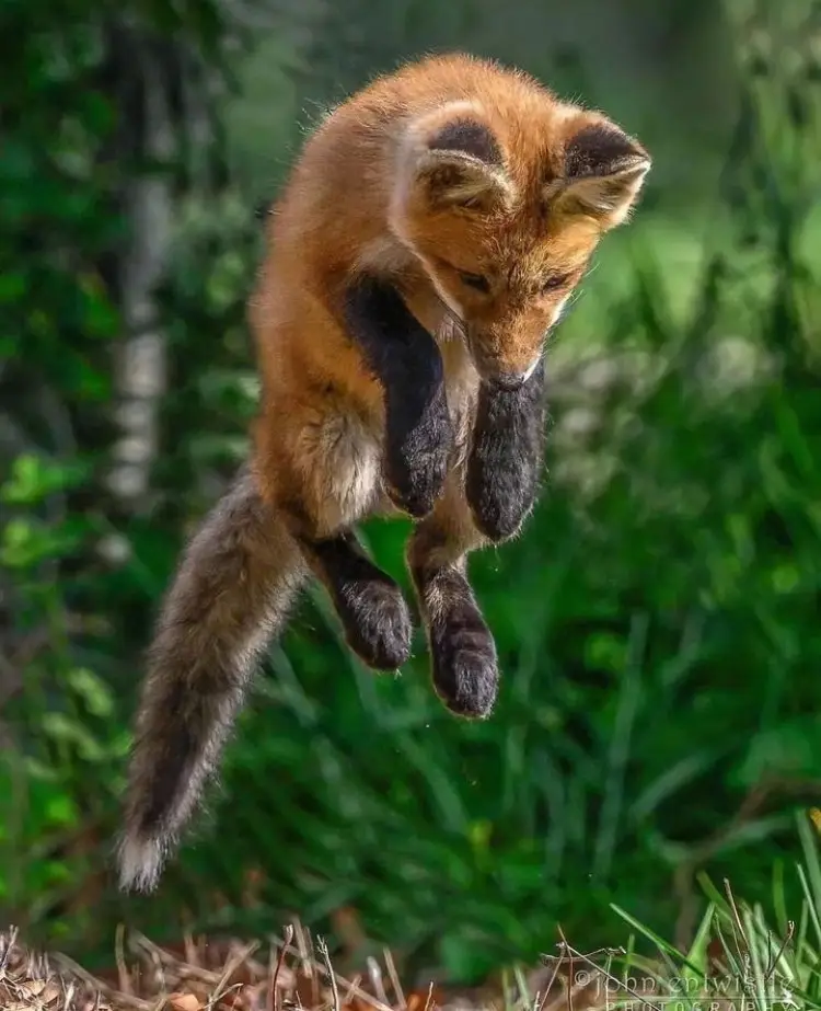 Adorable Pouncy Fox in action