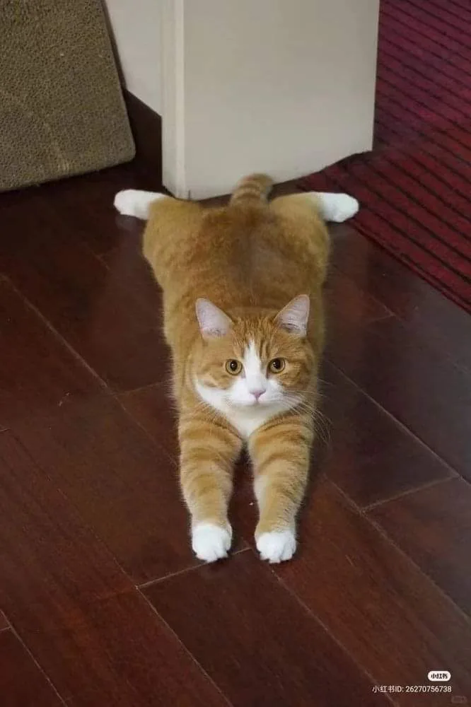 An orange and white tabby cat is stretched out on a dark wood floor, facing the camera with a slightly unimpressed…