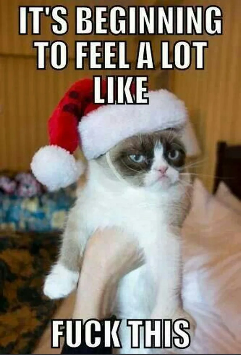 A grumpy-looking cat wearing a red and white Santa hat is being held up by a person's hands. The text overlaid on the image…