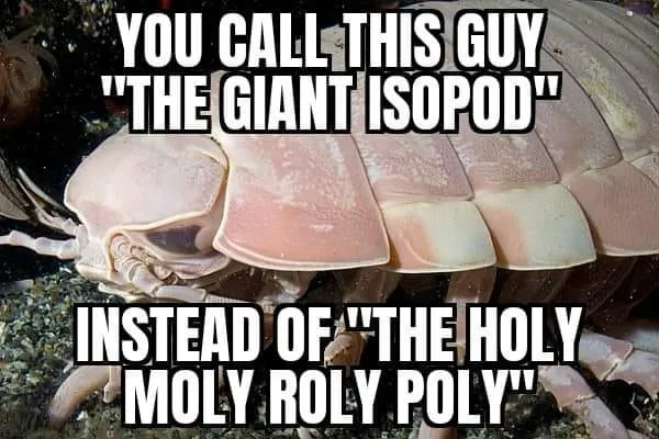 A close-up underwater photo of a large, segmented, pinkish crustacean, likely a giant isopod, with white bold text overlaid…