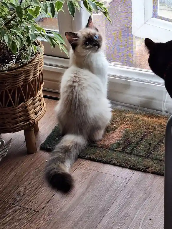 A fluffy, light-colored cat with dark points and striking blue eyes sits upright on a wooden floor near a window, looking…