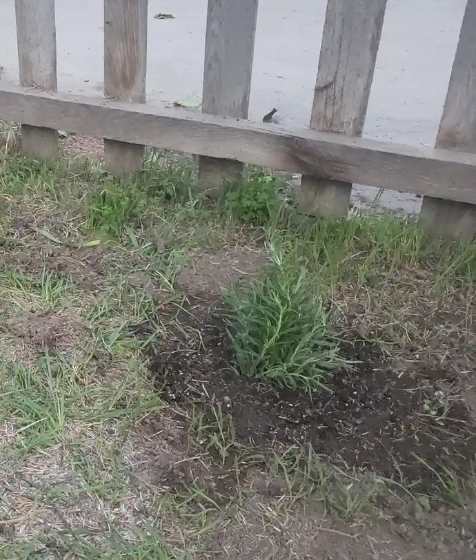 A close-up photo shows a patch of disturbed soil with a single green weed growing in the center, surrounded by grass. Behind…