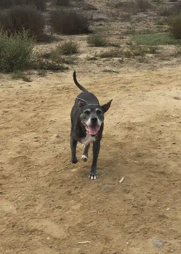 A black and white dog with a happy, open-mouthed expression runs toward the camera on a sandy, dry path with sparse bushes…