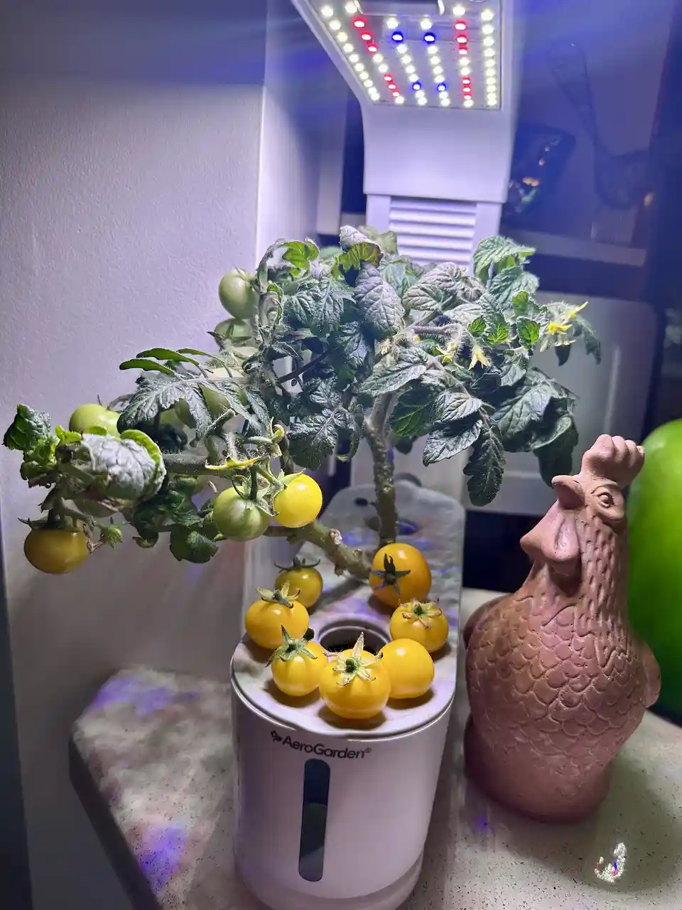 A small tomato plant growing in a white AeroGarden hydroponic system, with yellow cherry tomatoes on the vine and some…