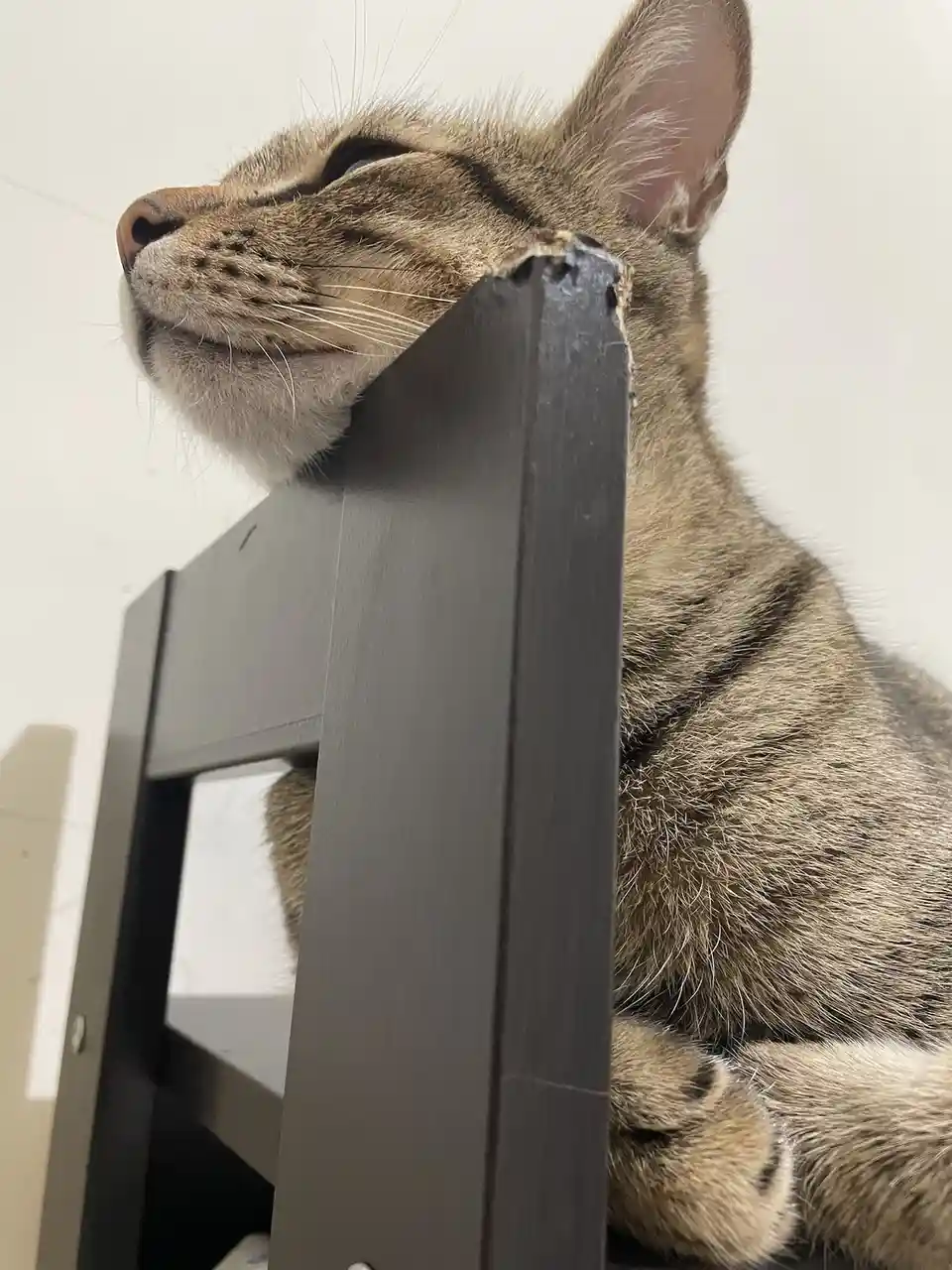 A tabby cat with a contented, slightly smug expression rests its head against the top corner of a dark wooden chair back…