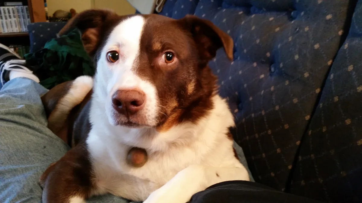 A brown and white dog with a white stripe down its face sits on a blue patterned couch, looking directly at the camera with…