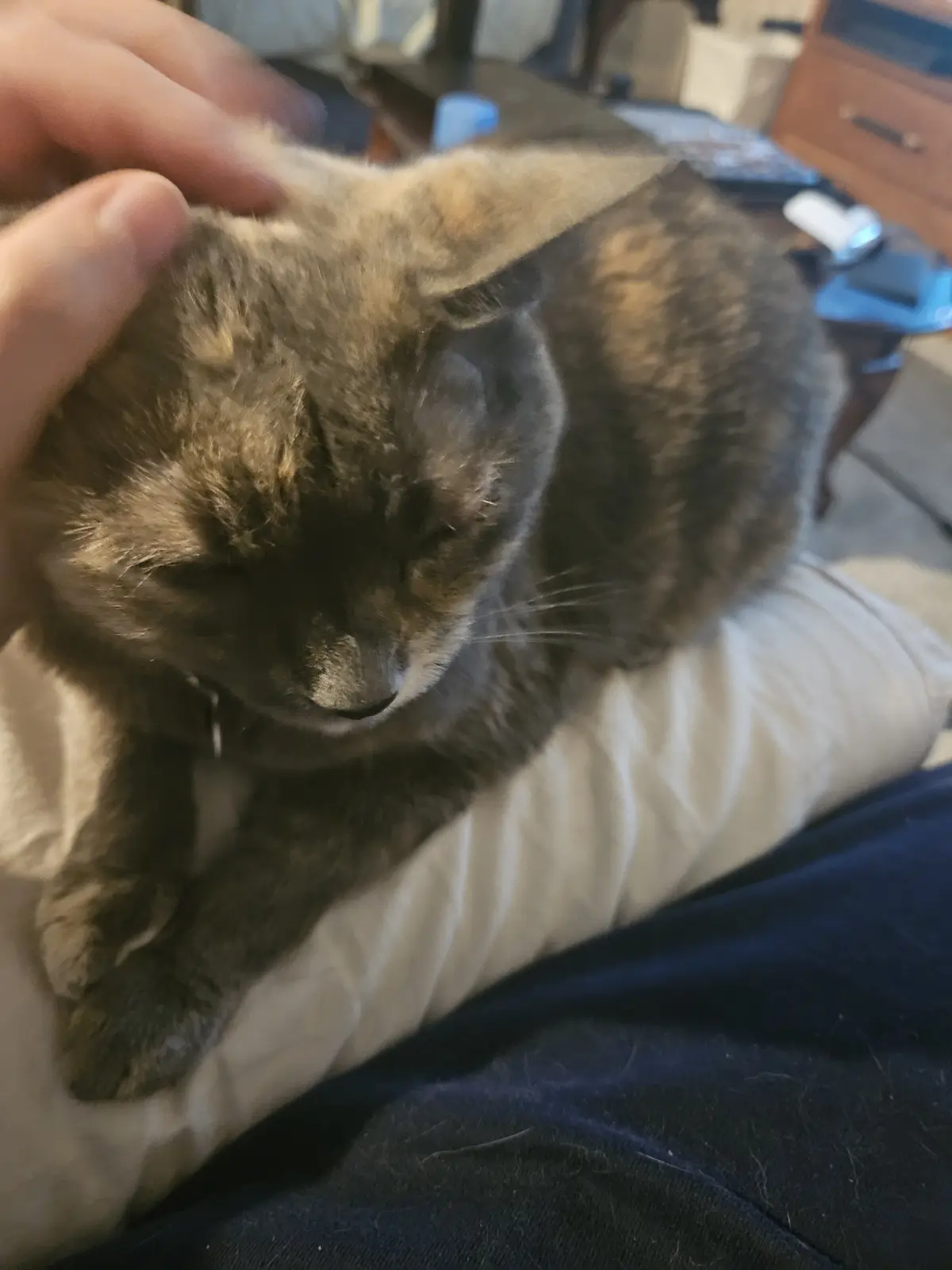 A brindle cat with closed eyes is resting peacefully on a white pillow, being gently petted by a human hand on its head. The…