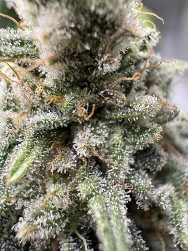 A macro photograph shows a dense cannabis bud covered in frosty white trichomes and curly orange pistils, with the overlaid…