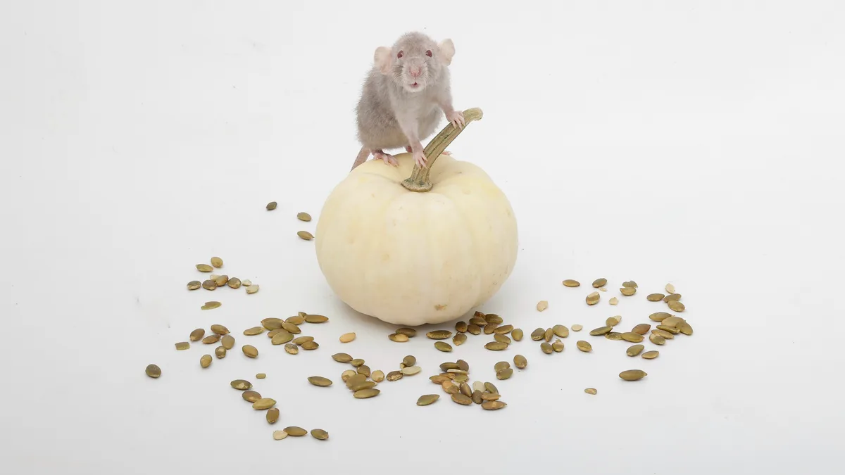 Help me name my rat in this thrilling installment - part 15!