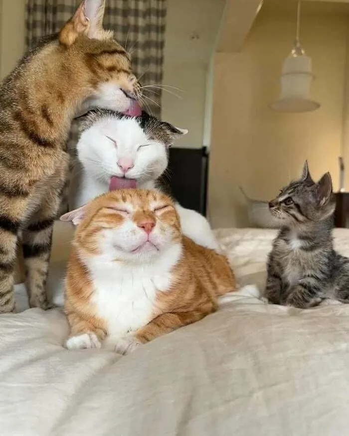 A Pile of Cute Mlem Moments
