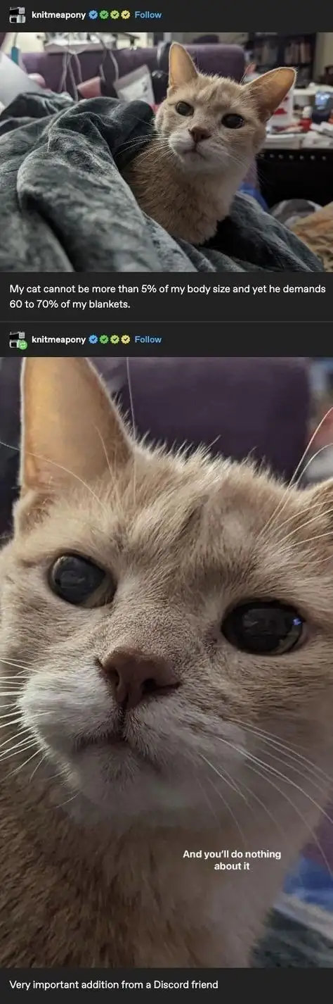 The meme features two images of the same light orange cat. The top image shows the cat peeking out from under a dark gray…