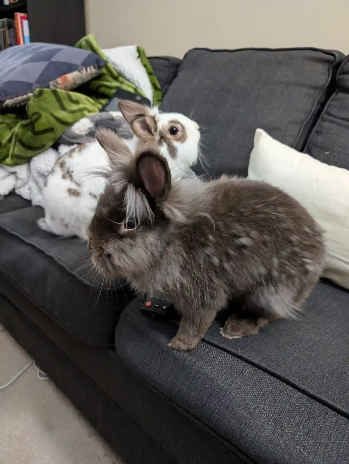 Two rabbits sit on a dark gray couch; a fluffy gray rabbit in the foreground looks away from a TV remote, while a white and…