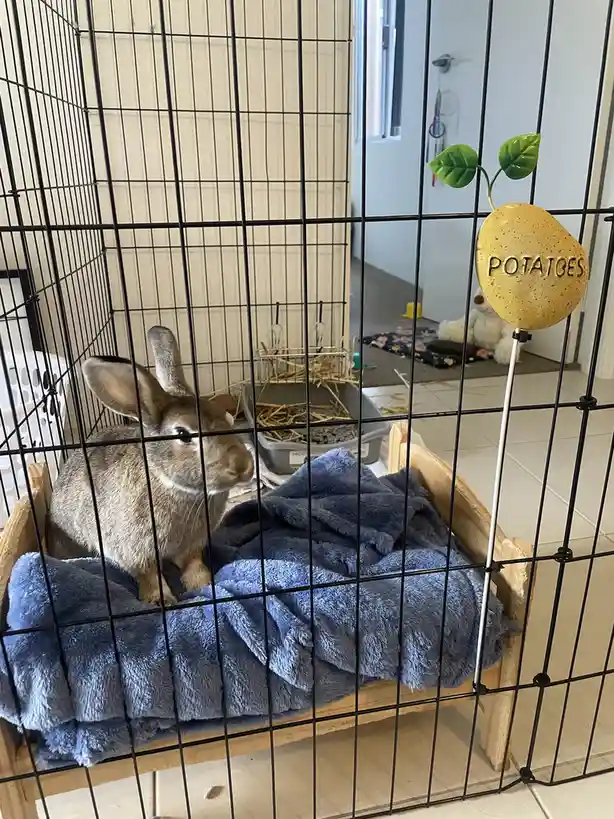 A brown rabbit sits inside a black wire cage on a blue towel-lined wooden bed, looking toward the right. A decorative sign…