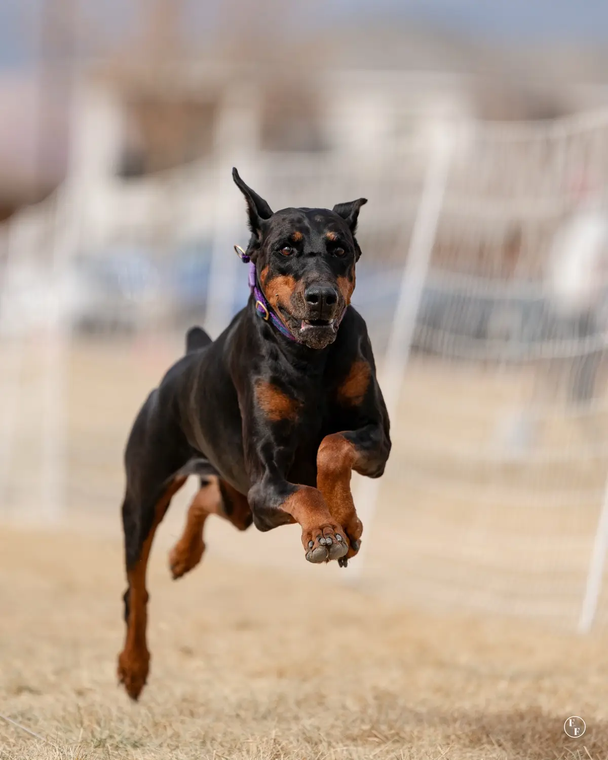 A black and tan Doberman Pinscher is captured mid-leap in a dynamic action shot, wearing a purple collar, against a blurred…