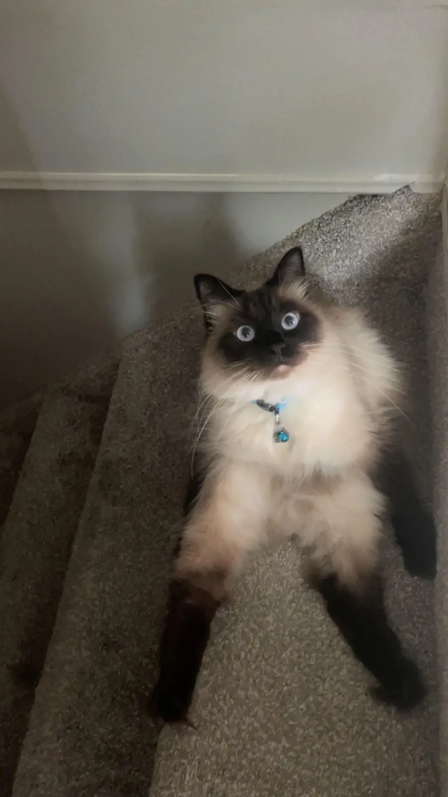 A fluffy, long-haired cat with dark points and bright blue eyes sits on a carpeted staircase, looking upward with an…