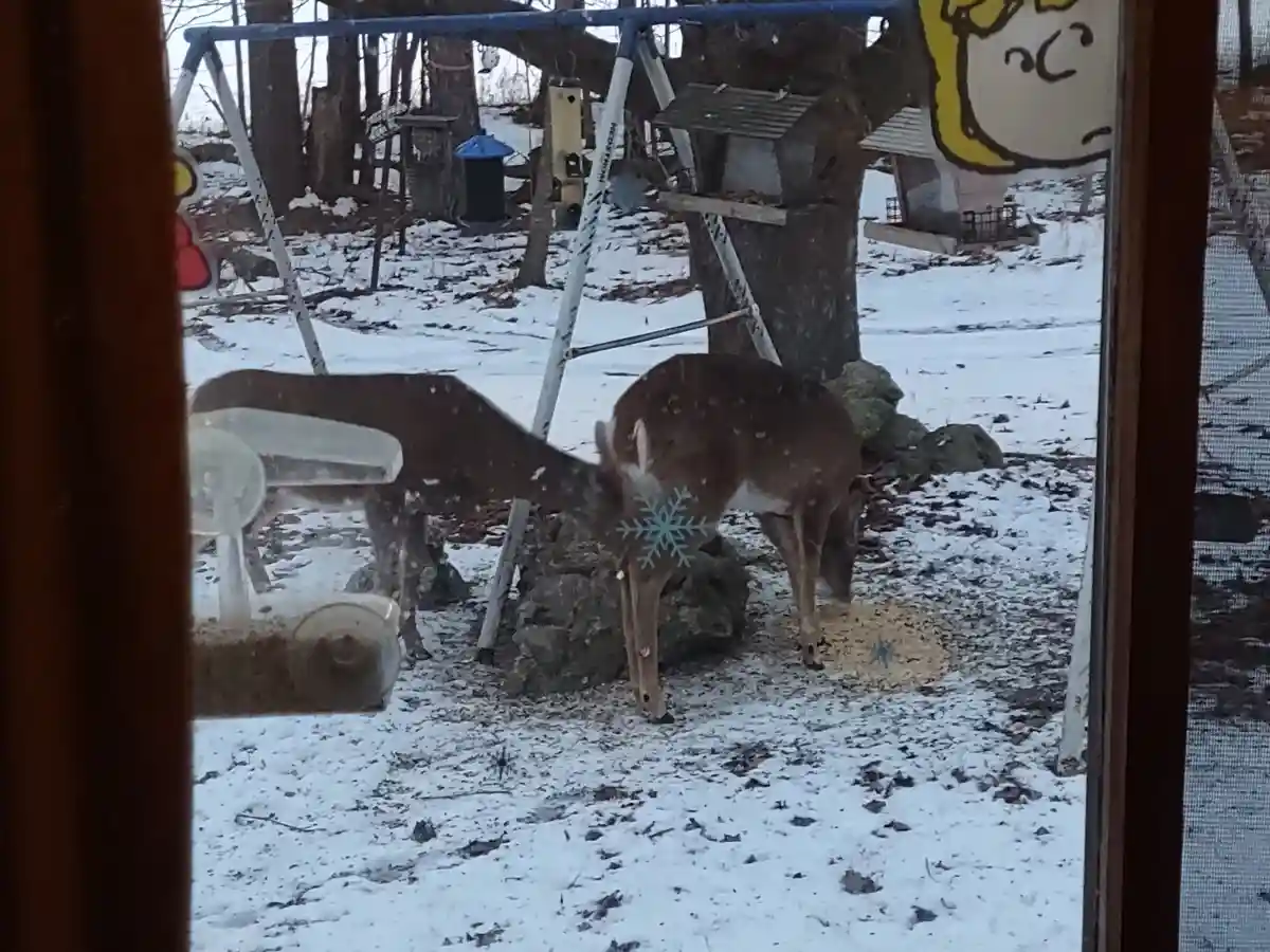 Two deer are seen through a window in a snowy backyard with a swing set and bird feeders in the background. The image has…