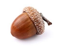 A close-up photograph of a single acorn against a plain white background, showing its smooth brown nut and textured cap with…