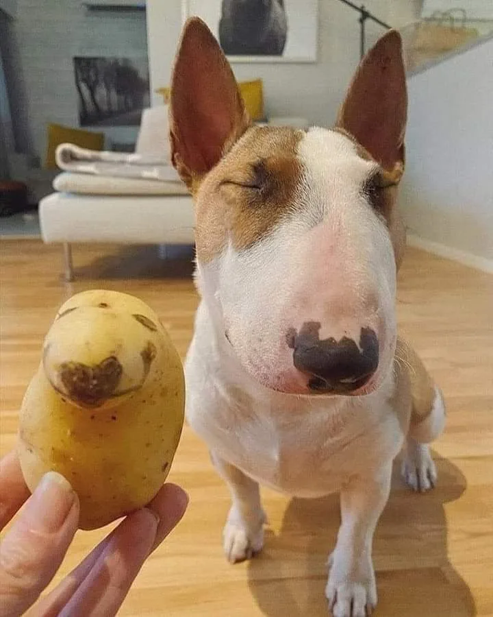 a close-up photo shows a person holding a potato with a natural, heart-shaped indentation on its surface, which resembles a…