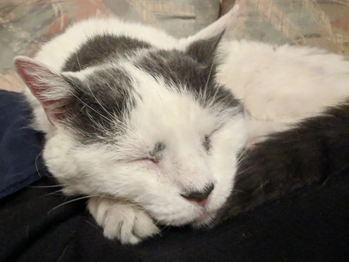 Help! I've Been Overwhelmed by Cuddle Kittens