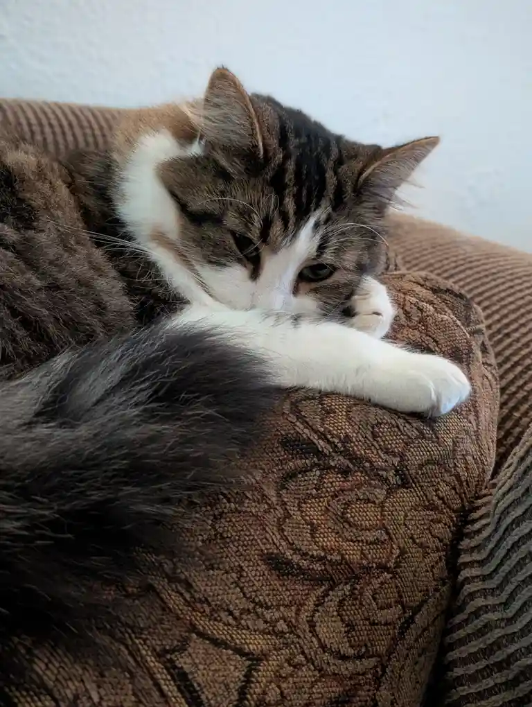 A fluffy brown and white tabby cat is curled up on a brown patterned couch, resting its head on its paws with a visibly…