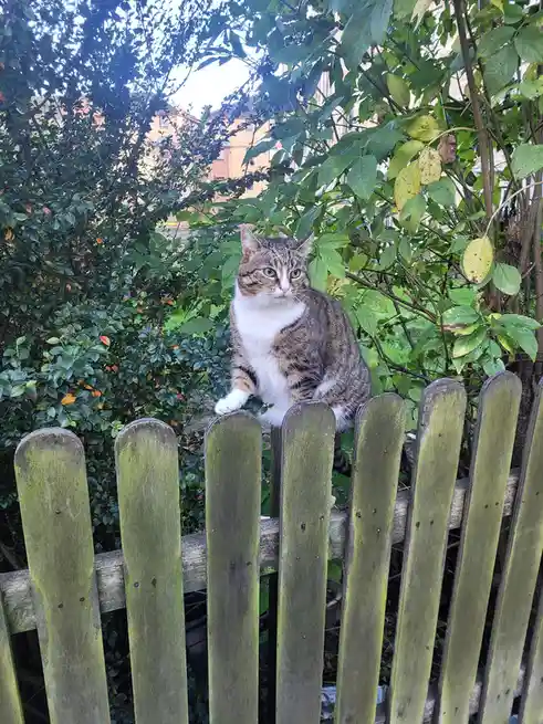 A tabby and white cat sits atop a weathered wooden picket fence, surrounded by green bushes with some yellowing leaves. The…