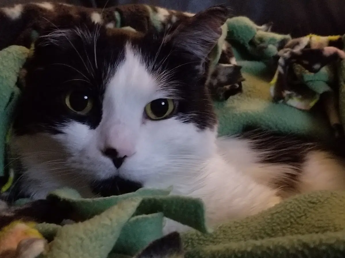A close-up photo of a black and white cat with large, expressive yellow-green eyes staring directly at the camera, resting…