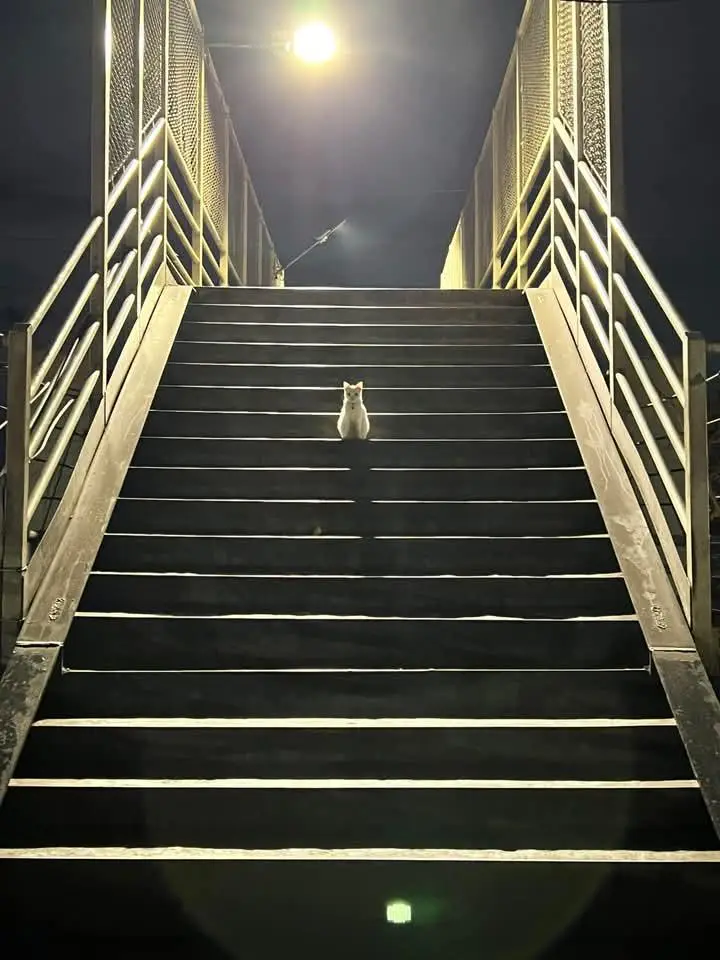 A small white cat sits centered on a wide, dark staircase at night, illuminated by a single overhead streetlight. The cat…