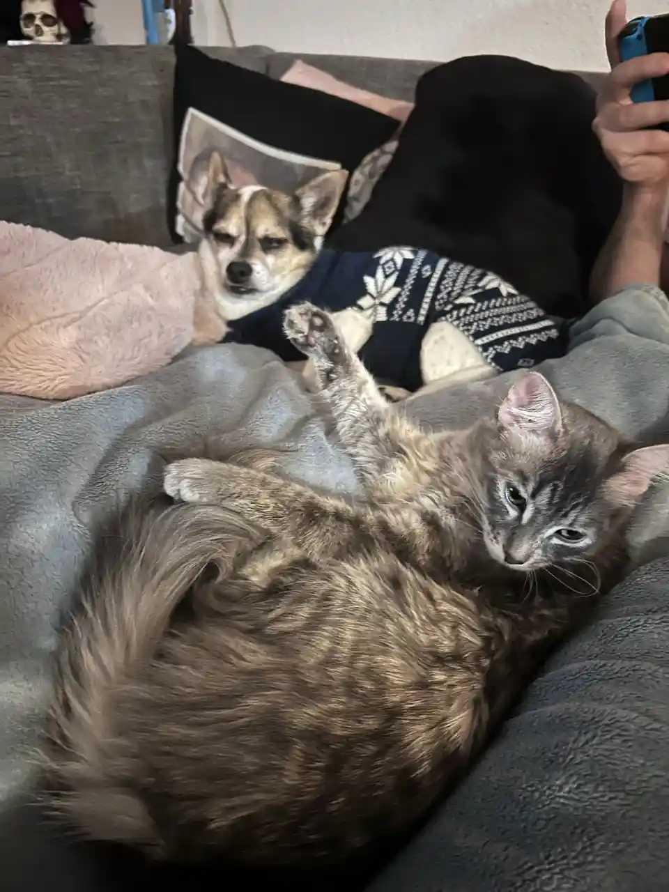 A fluffy gray tabby cat lies on its back on a couch, one paw raised, looking directly at the camera with a smug expression…