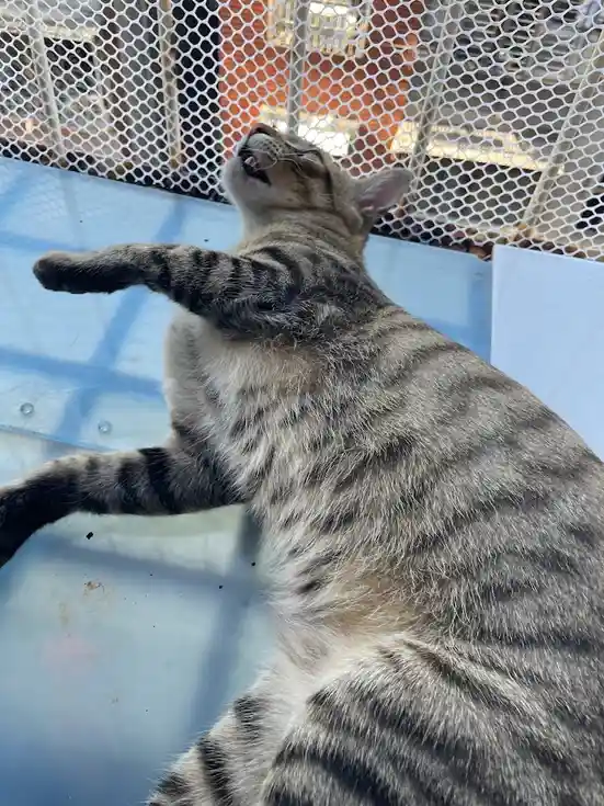 A tabby cat lies on its back on a light blue surface, stretching one paw upward with its head tilted back and mouth slightly…