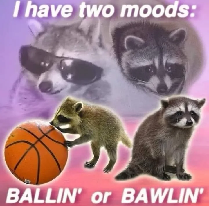 The image features three raccoons against a purple-pink gradient background. One raccoon wears sunglasses and looks cool…