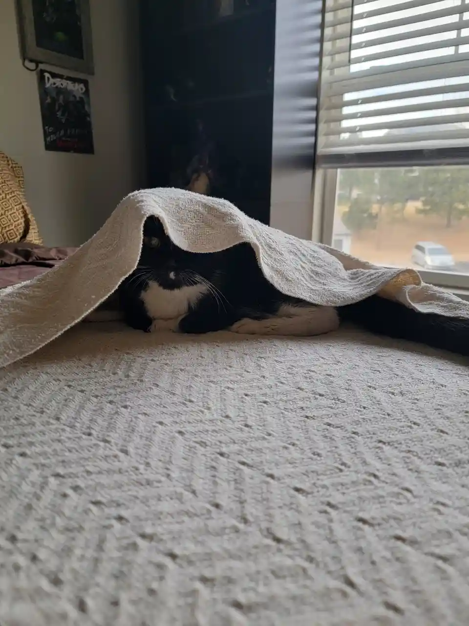 A black and white cat lies on a textured white blanket, partially covered by a white towel draped over its head and body…