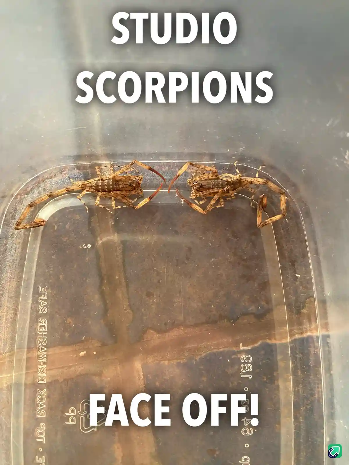 Two small brown scorpions are positioned facing each other inside a clear plastic container, appearing to confront one…