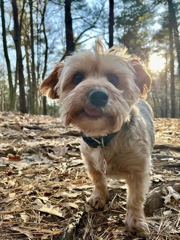 Ralphie Enjoying a Leisurely Walk