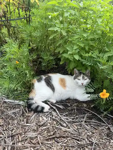 A calico cat with white, black, and orange patches is lying down in a garden bed surrounded by green plants and mulch…