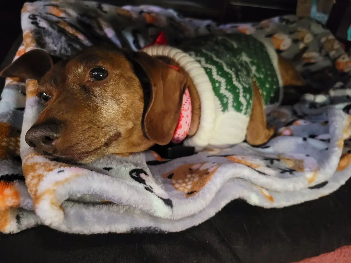 a brown dachshund wearing a green and white knit sweater lies on a fluffy blanket with animal prints, looking sleepy and…