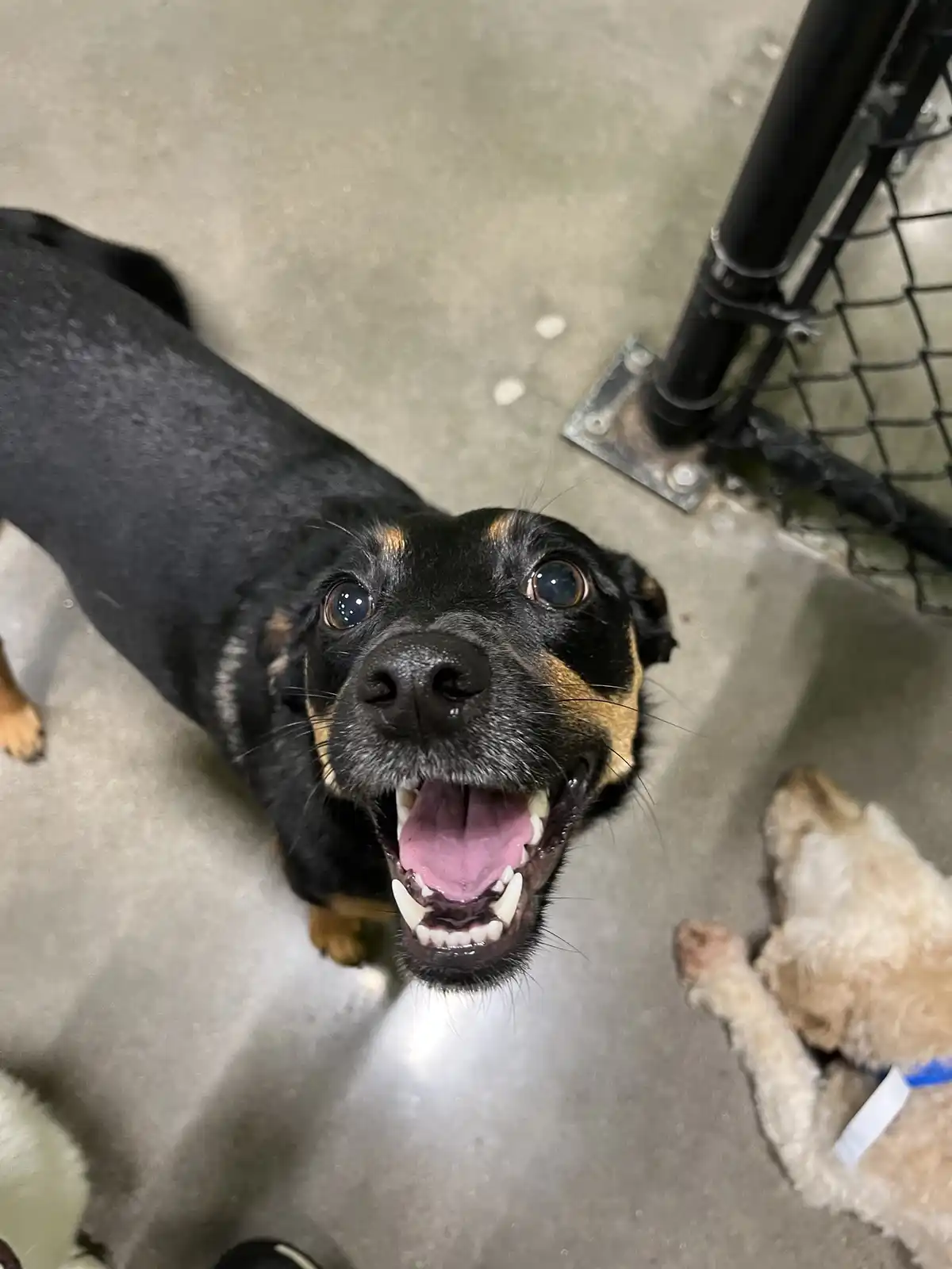 A black and tan dog with wide, expressive eyes looks up at the camera with its mouth open in a big, toothy grin, appearing…