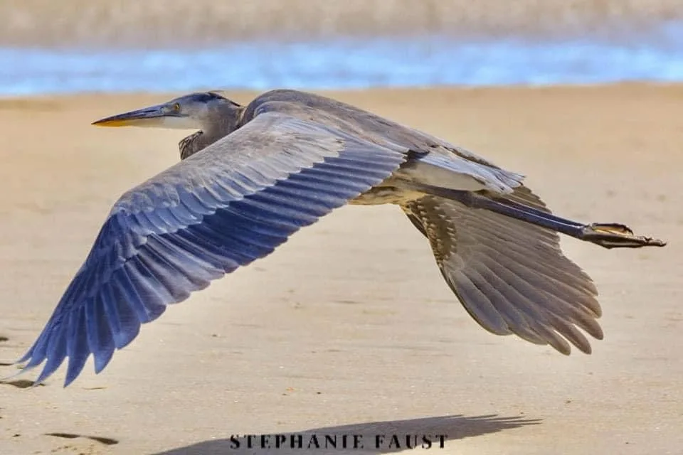 A great blue heron is captured mid-flight over a sandy beach with water in the background, its wings fully extended. The…