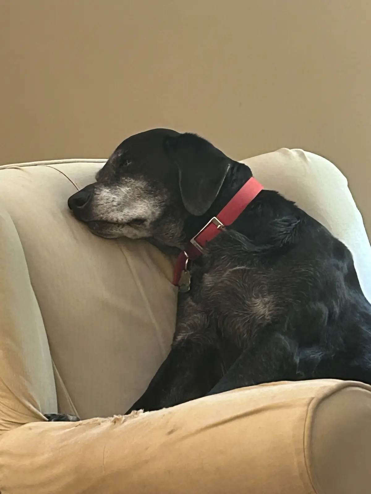 A black dog with gray muzzle and a red collar is sleeping peacefully on a beige couch, its head resting on the armrest. The…