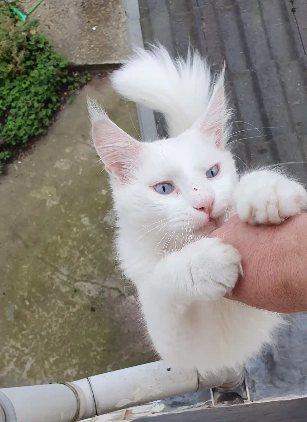 A fluffy white cat with striking blue eyes and a tufted tail is seen gripping a human hand with both paws, looking up with…