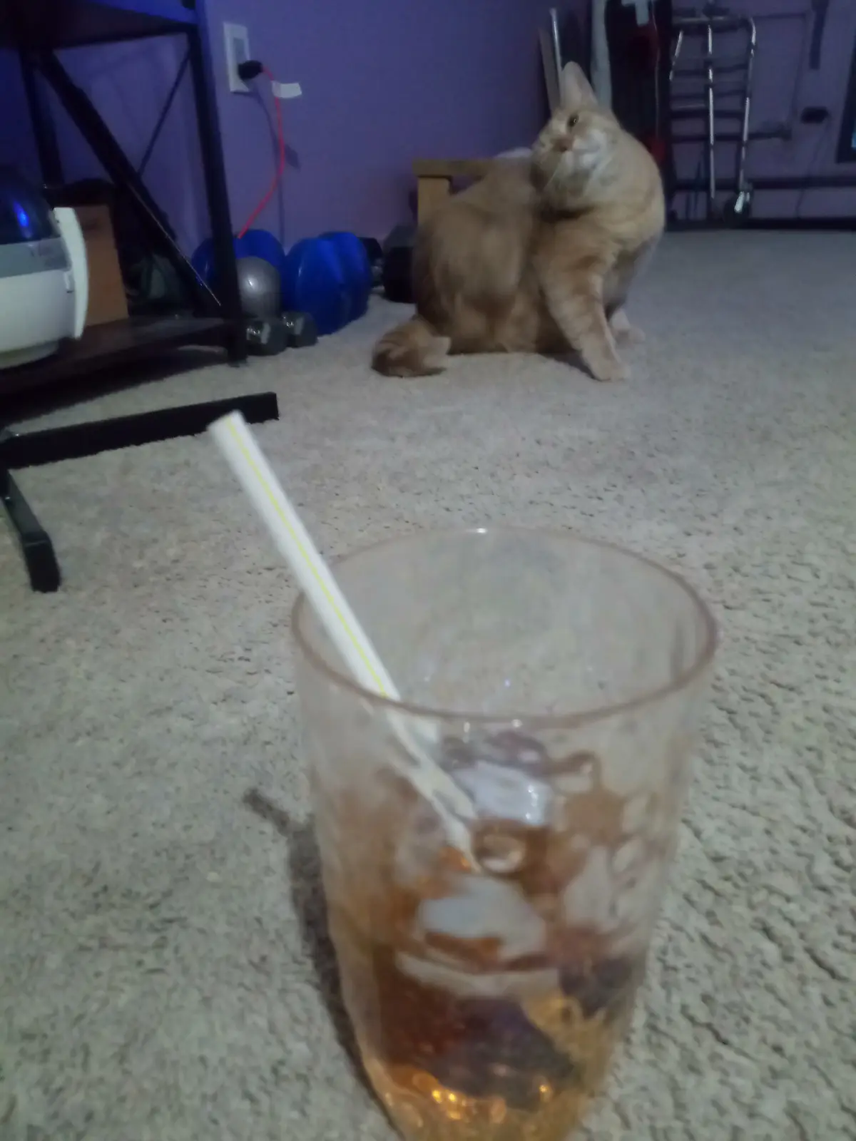 A blurry photo shows a glass of iced tea with a straw in the foreground, while a fluffy orange cat sits in the background on…