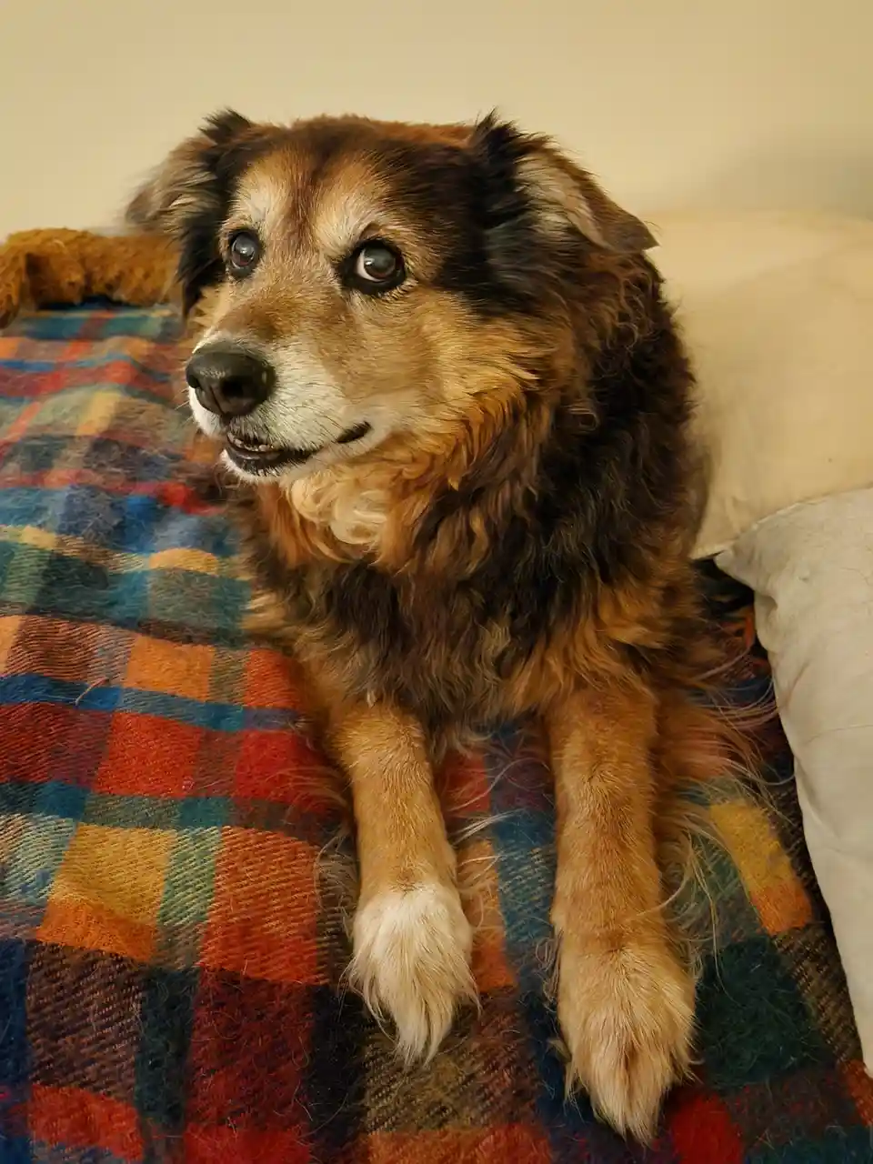 A fluffy brown and black dog with a slightly tired expression lies on a colorful plaid blanket, looking off to the side. The…