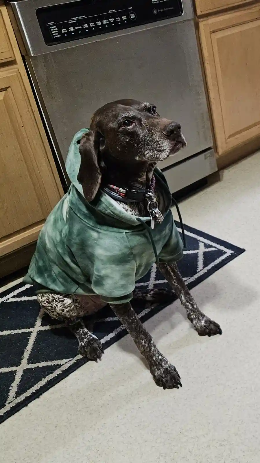 A brown and white spotted dog wearing a green tie-dye hoodie sits on a black and white patterned rug in front of a stainless…