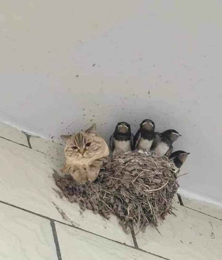 A fluffy tabby cat sits calmly beside a bird's nest containing five small baby birds, all perched on a tiled floor against a…