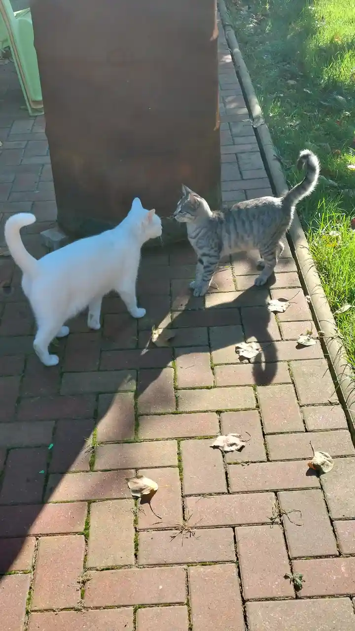 Two cats, one white and one gray tabby, face each other on a brick sidewalk near a grassy area, appearing to be in a…