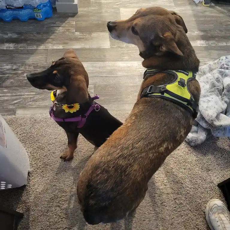 Two dachshunds sit on a carpeted floor, one wearing a purple harness with a sunflower accessory and the other wearing a…