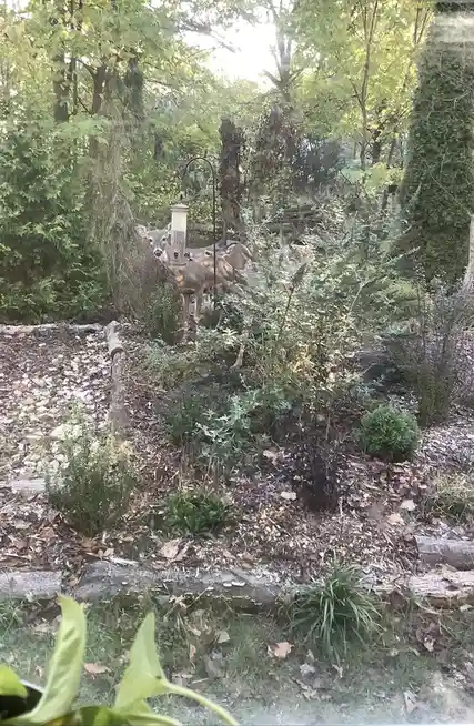 A deer stands in a garden, looking directly at the camera with a bird feeder hanging in front of it. The background is…