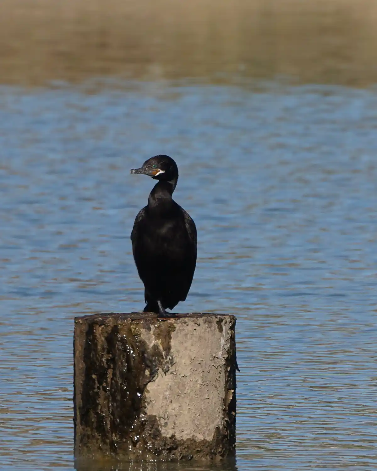 A black bird, likely a cormorant, stands upright on a weathered, waterlogged concrete post partially submerged in rippling…