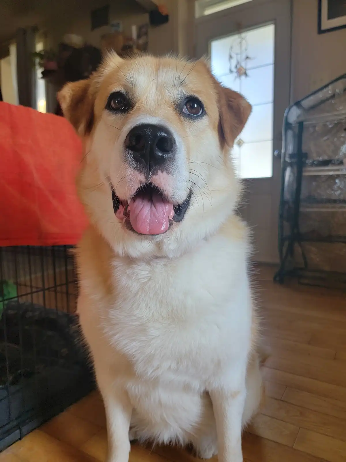 A light brown and white dog sits indoors on a wooden floor, looking directly at the camera with its mouth open and tongue…